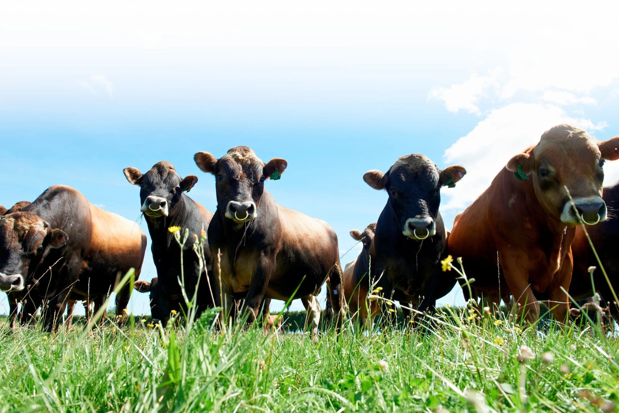 Troupeau de vaches dans un pré